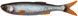 Силікон Savage Gear Craft Dying Minnow 100mm 5.5g Roach (5 шт/уп)