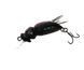 Воблер Azura Wasp 35F GNR037
